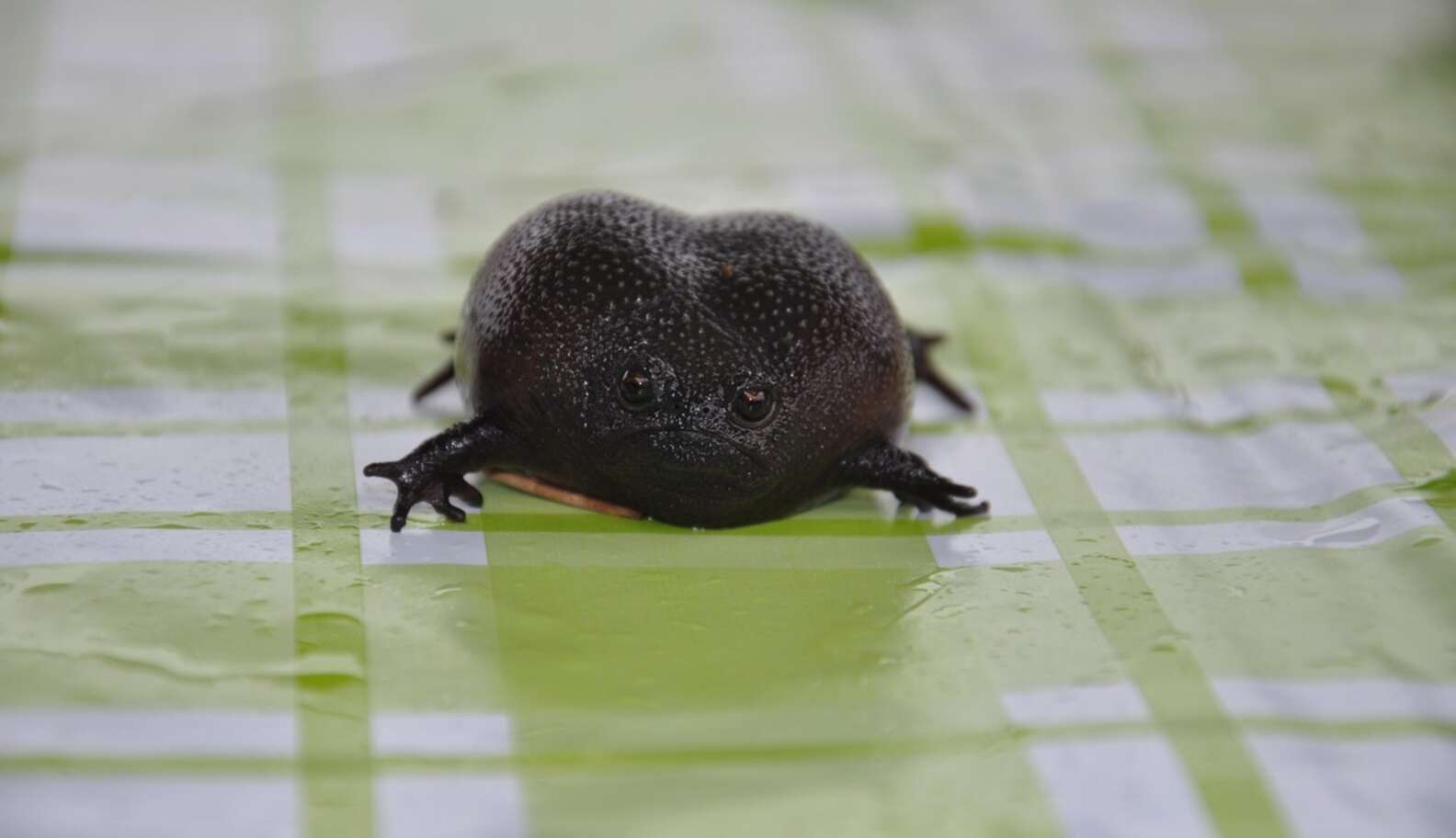 Grumpy Pancake Frog Meet The World's Grumpiest Frog - The Dodo