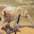 Kidnapped Baby Elephants Are Wounded And Suffering In China