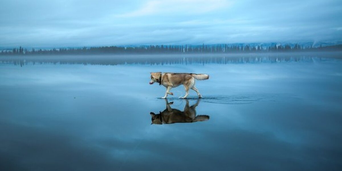 Huskies Explore A Frozen Lake In Surreal Photos - The Dodo