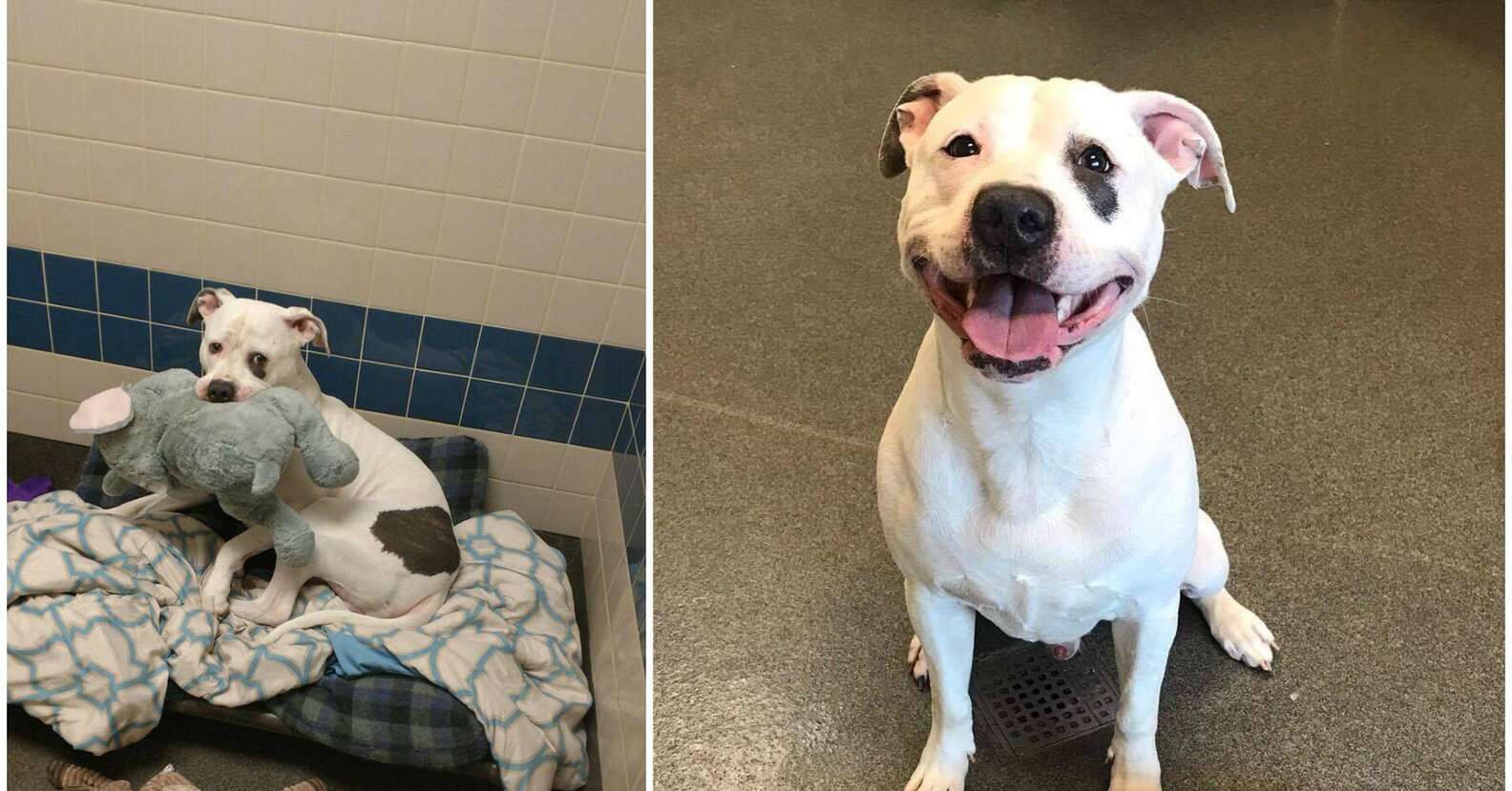 Sad Shelter Dog Just Learned He And His Elephant Are Going Home ...