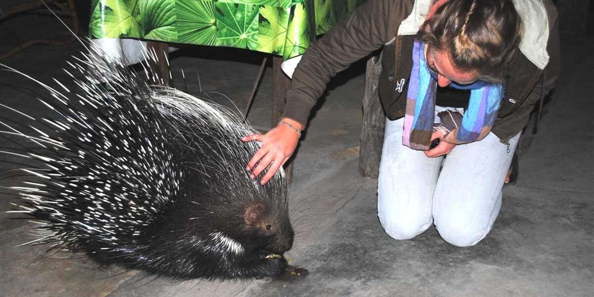 Wild Porcupine Returns To Visit Her Rescuers With The Biggest Surprise