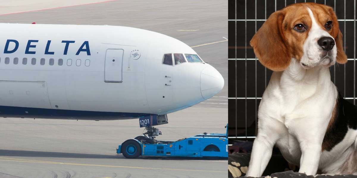 Delta Just Took A Big Step Forward For Traveling Pets The Dodo