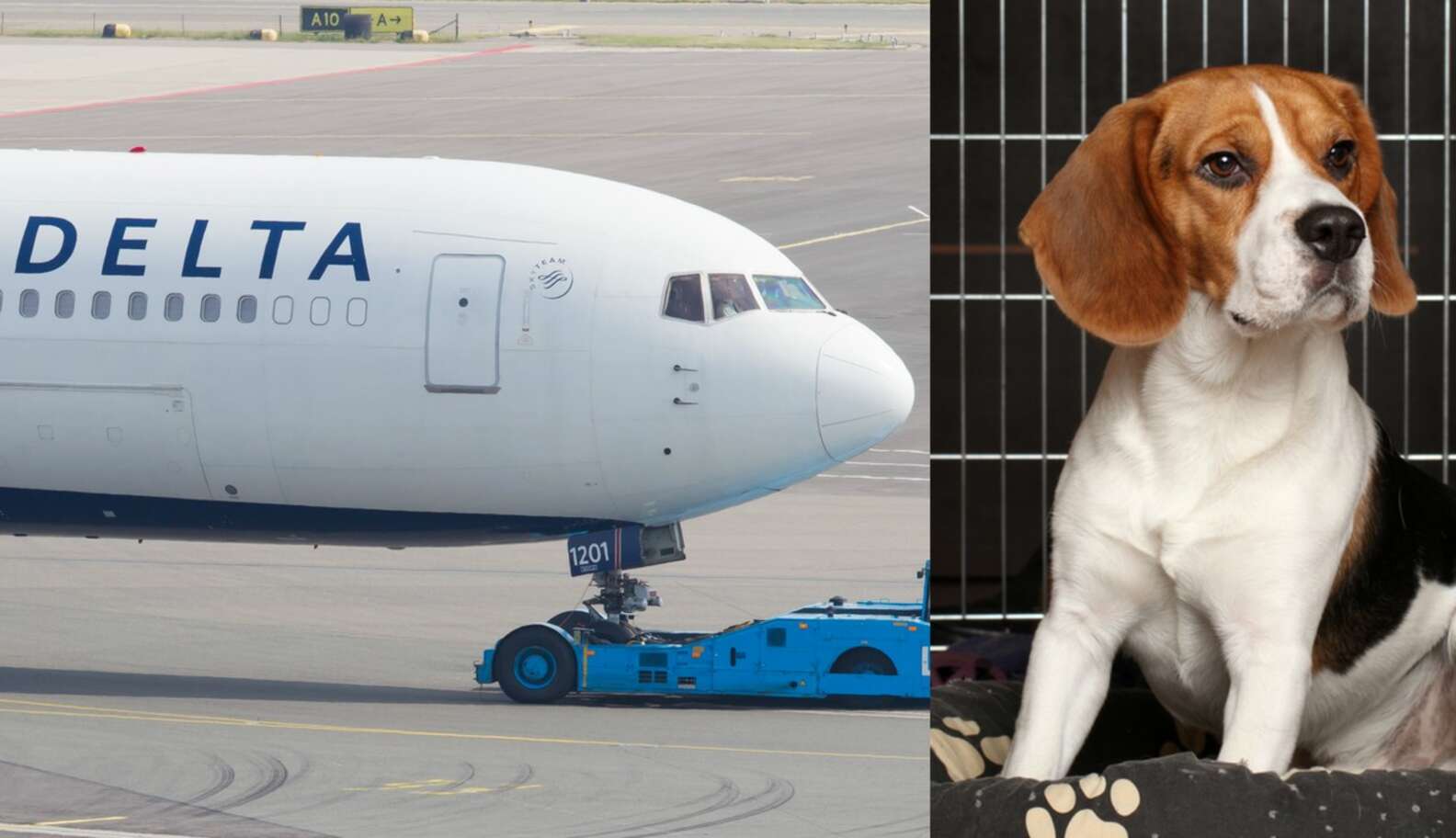 Delta Just Took A Big Step Forward For Traveling Pets - The Dodo