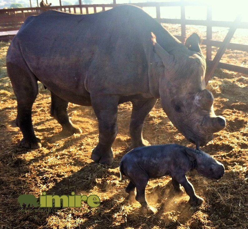 Rhino Blessings - The Dodo