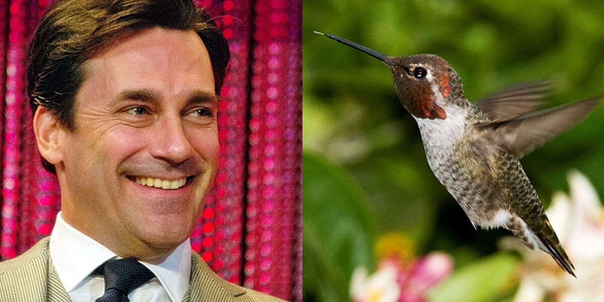 Watch Jon Hamm Swoop In To Save A Trapped Hummingbird - The Dodo