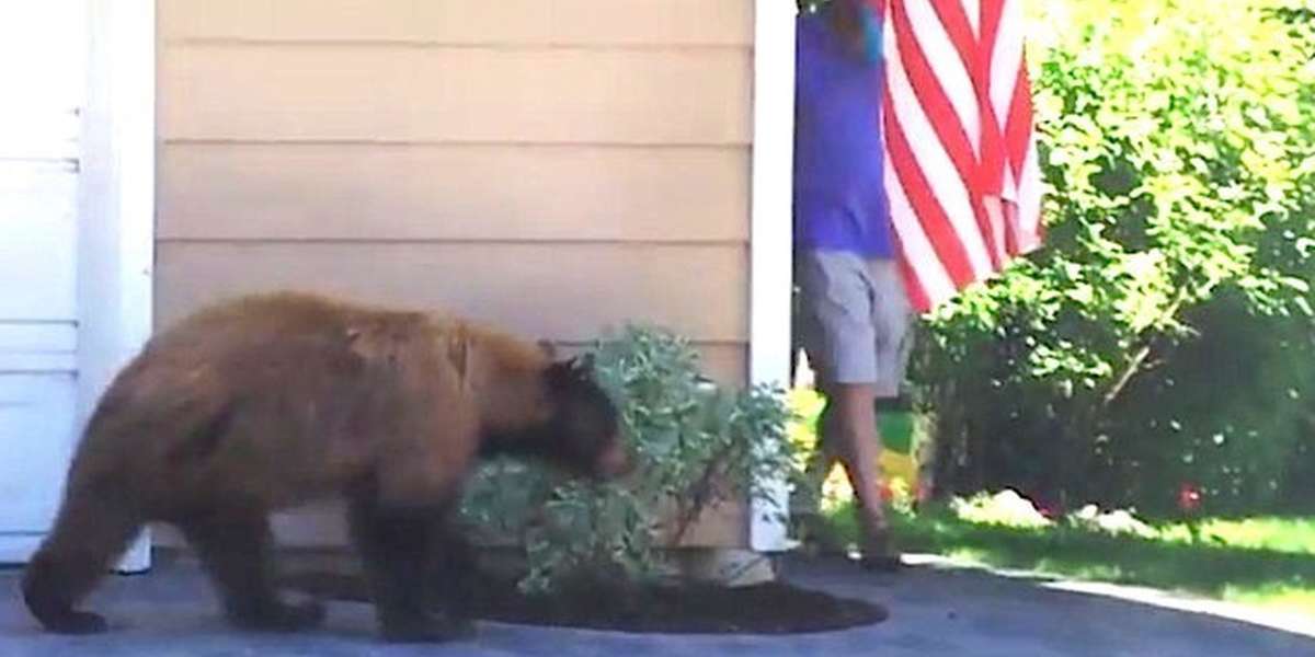 what to do if you encounter a bear with your dog