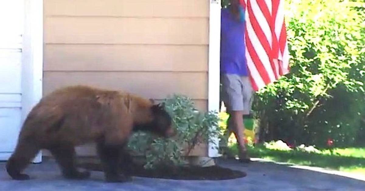 CT bear encounters on the rise: What to do if you see a bear