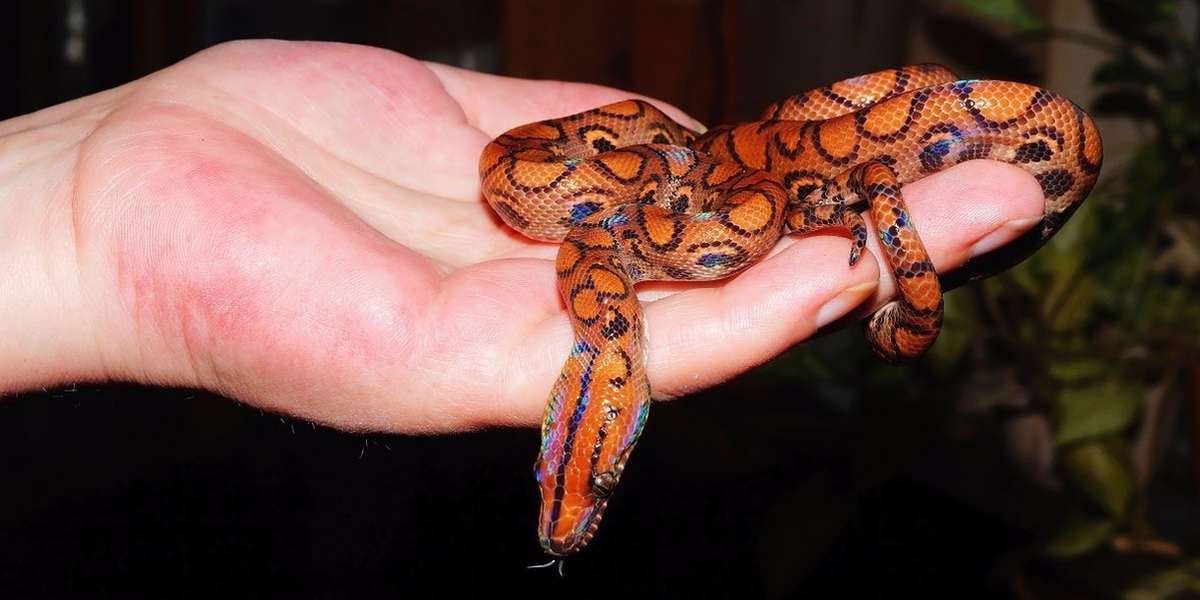 It's Cruel To Keep Reptiles As Pets The Dodo