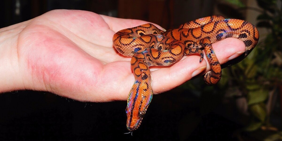 TW-Mistreated snakes) Anything I can do about a pet shop with horrible  conditions for their snakes? : r/snakes