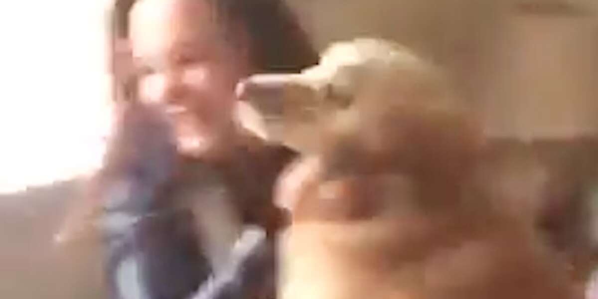 Dog Can't Believe He's Finally Seeing His Owner After Months Apart ...