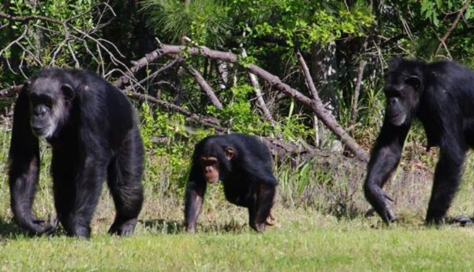 All 110 Chimps From The Largest Primate Lab In The U.S. Are Now Free