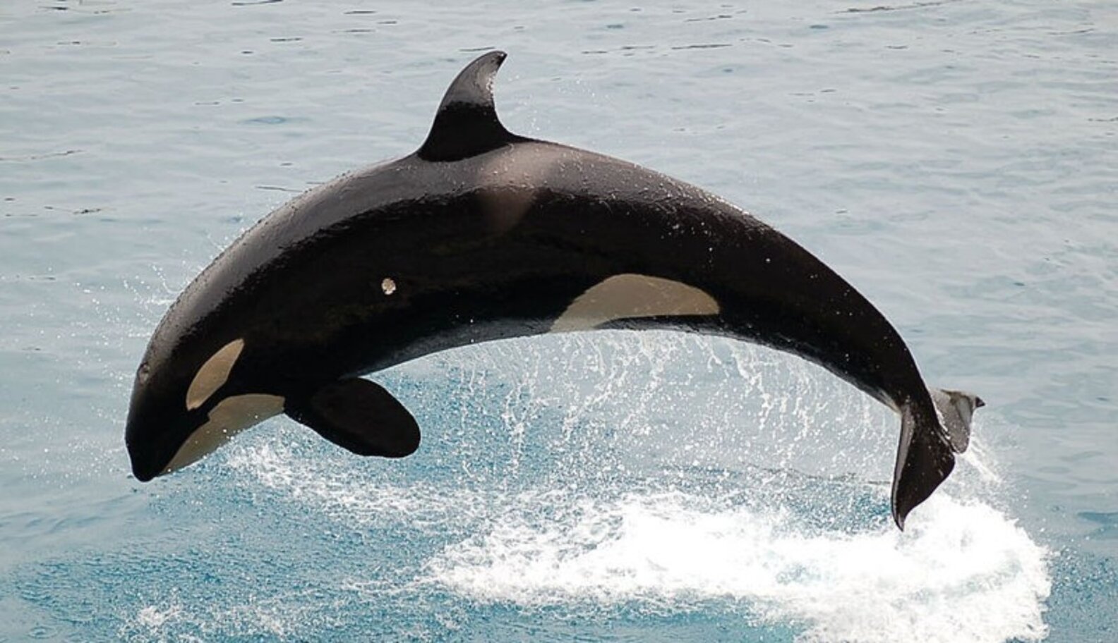 Poor Baby: SeaWorld Inseminates Orca Way Before Natural Breeding Age ...