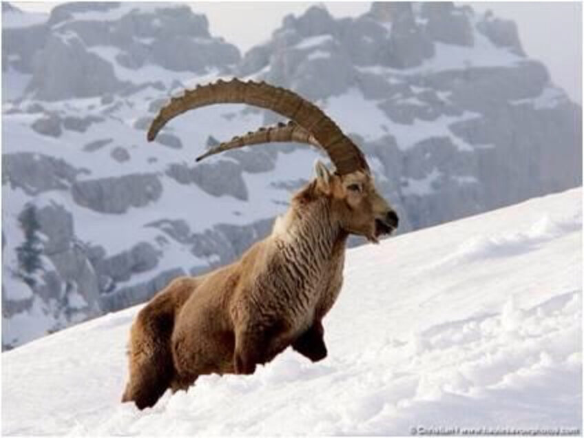 Alpensteinbock (Alpine Ibex) - The Dodo