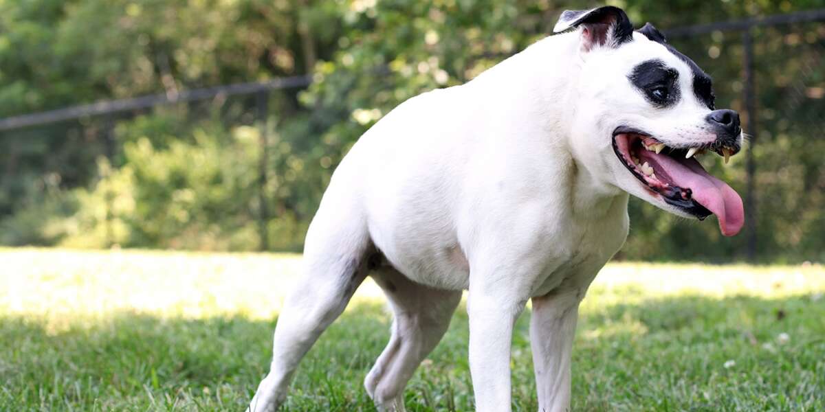 Pit Bull With Short Spine Syndrome Loves Her Life - The Dodo