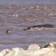 Heroic Hippo Saves Baby Zebra From Drowning In River