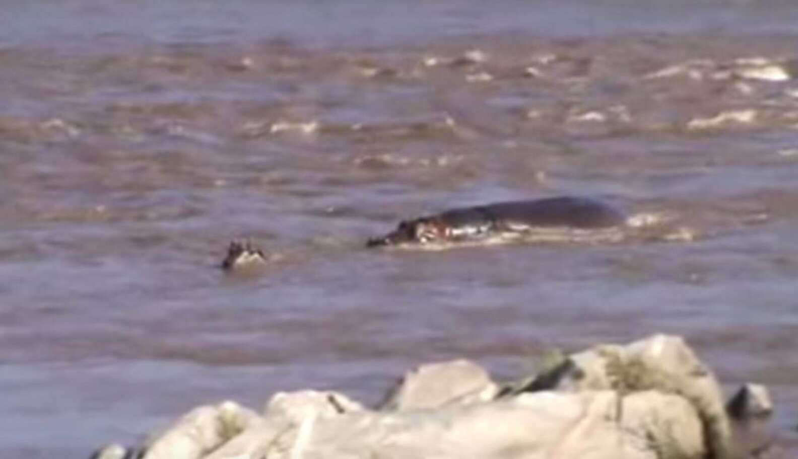 Heroic Hippo Saves Baby Zebra From Drowning In River - The Dodo