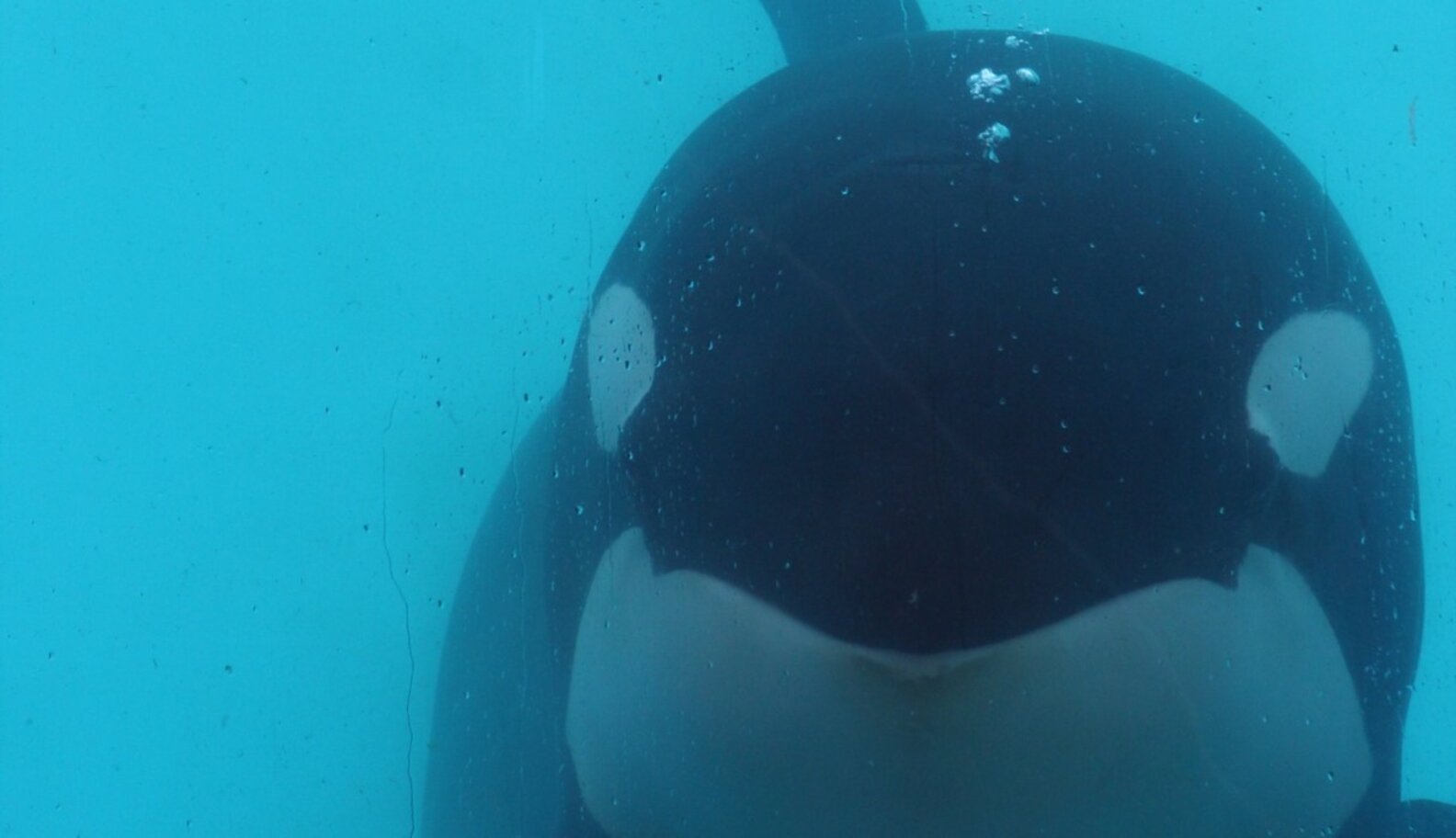 Captive Orca Dies In His Tank — Just Like His Mom - The Dodo