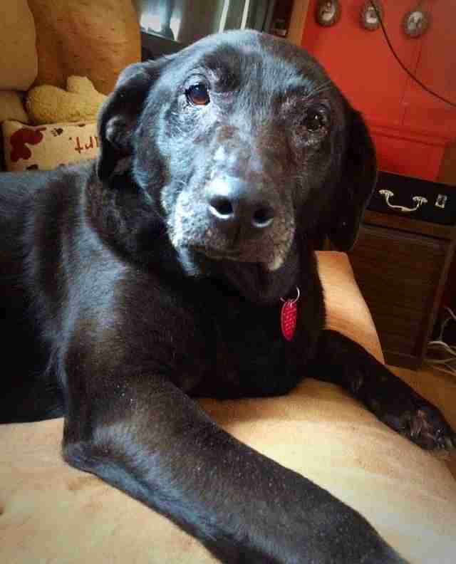 Senior Dog Was Almost Put Down Because Of Her Skin