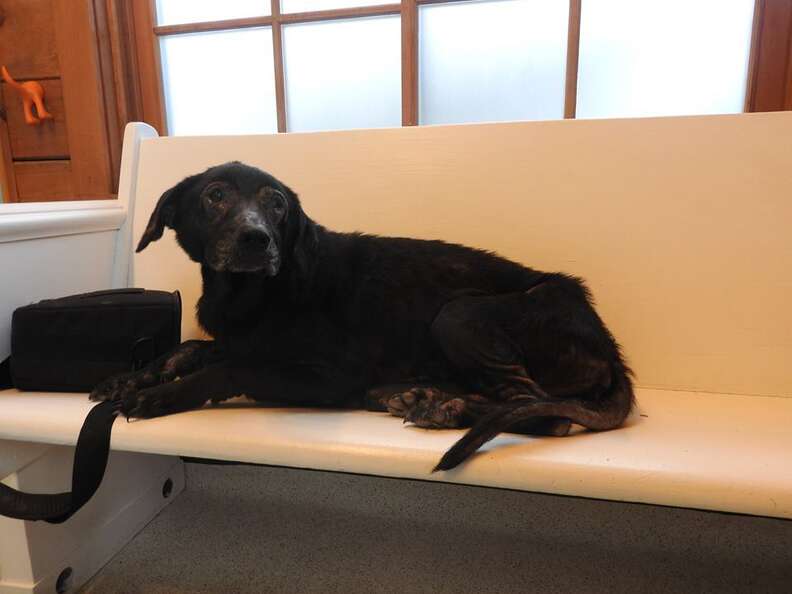 shelby senior dog on couch