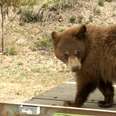 Bears Who Lost Their Mom Get The Help They Need