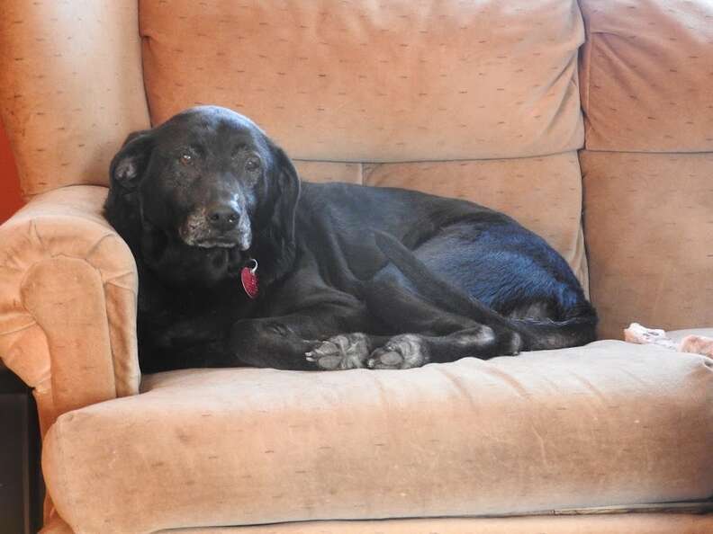 senior dog shelby on the couch