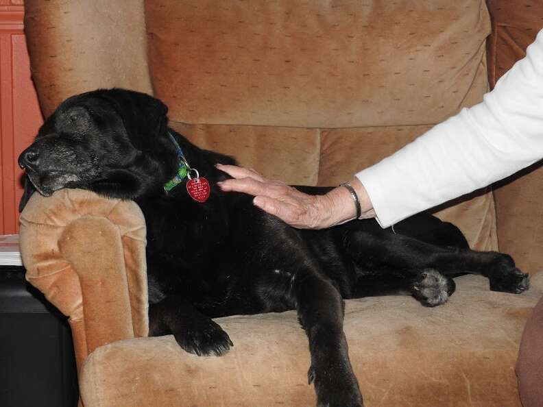 senior dog shelby on couch