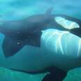 Orca Tanks In Marineland Antibes Filled With Mud