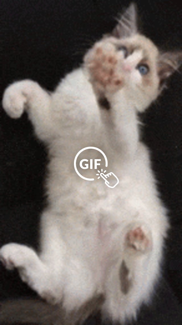 Why Cats Knead Experts Tell All The Dodo Why Cats Knead Experts Tell All The Dodo