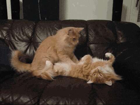 Cat kneading another cat