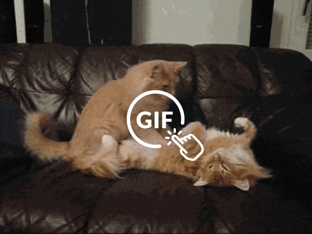 Why Cats Knead Experts Tell All The Dodo Why Cats Knead Experts Tell All The Dodo