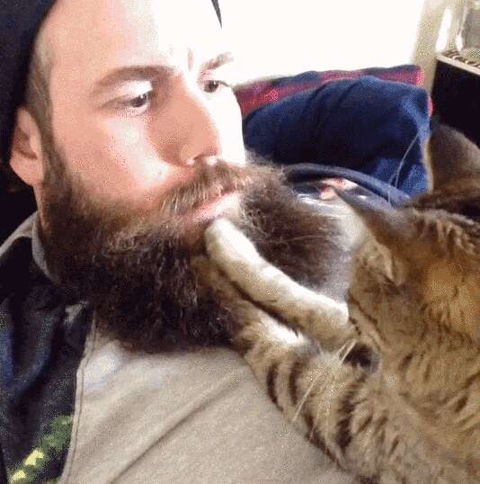 Cat kneading man's beard