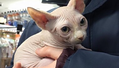 Woman Comes Forward After Hairless Cat Heist Goes Viral - The Dodo