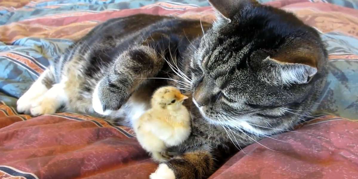 Chicky kitties video - The Dodo