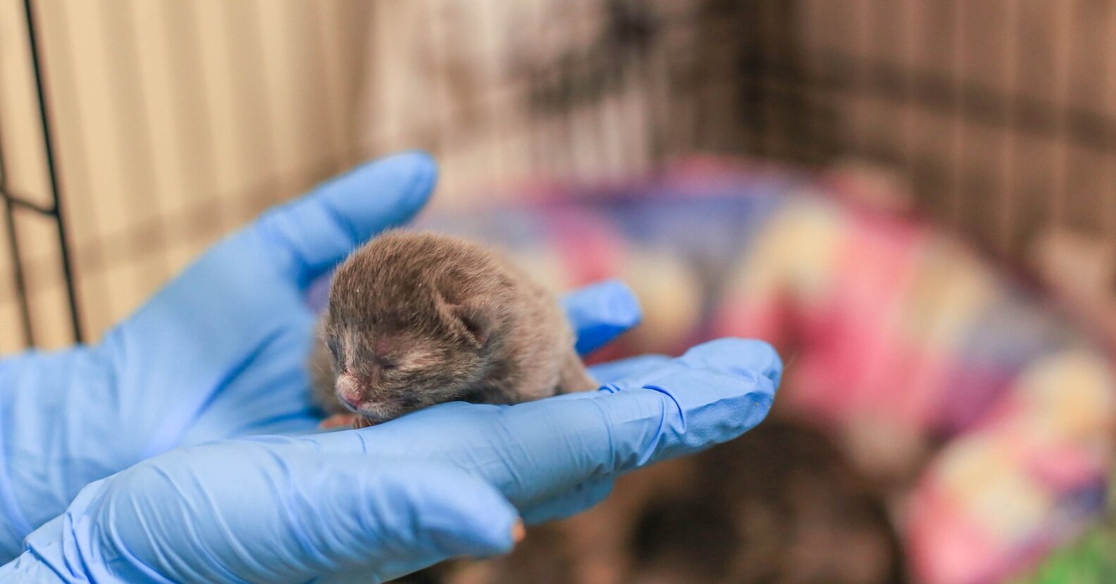 Tiny Kitten's Mom Knew Just What To Do To Save Her Life - The Dodo
