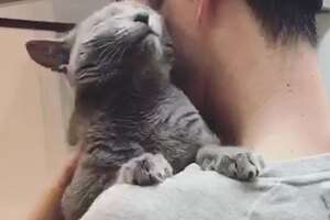 Cat Loves Jumping Into His Dad's Arms