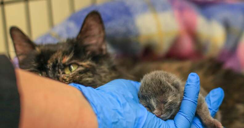 Tiny Kitten's Mom Knew Just What To Do To Save Her Life - The Dodo