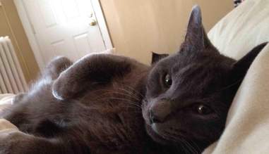 13 Truths All Cat Owners Who Live In Apartments Know The Dodo