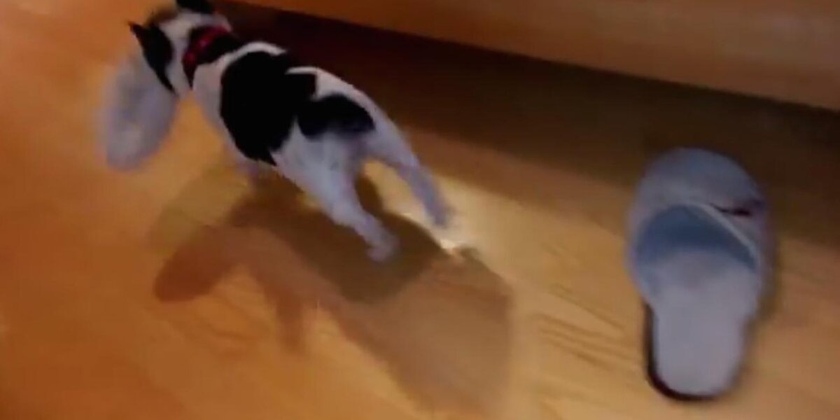 Sneaky Puppy Loves Nothing More Than Stealing Everyone's Slippers - The ...