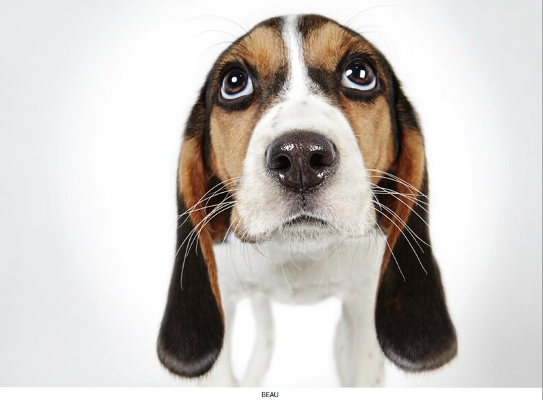 Story Behind The Shot Richard Phibbs Snaps Pet Portraits For Humane