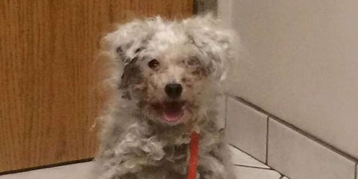 2 Months Of Love Can Utterly Transform A Rescue Dog - The Dodo