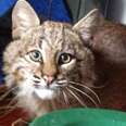 Baby Bobcat Who Lost Her Mom Is Looking For A New Family