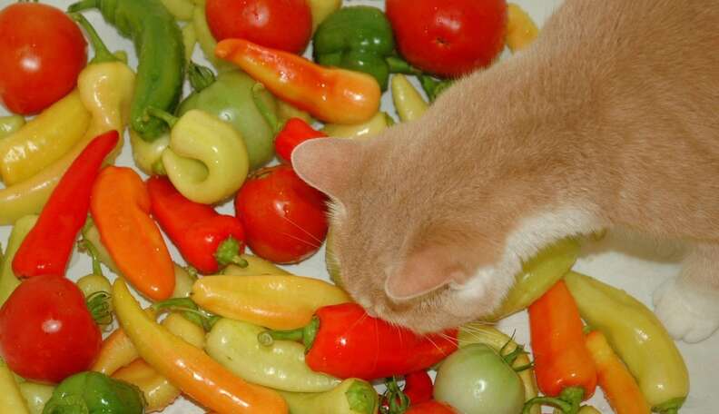 My hotsell vegan cat