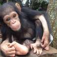 Baby Chimp Who Spent Months In Dark Room Finally Sees The Sun