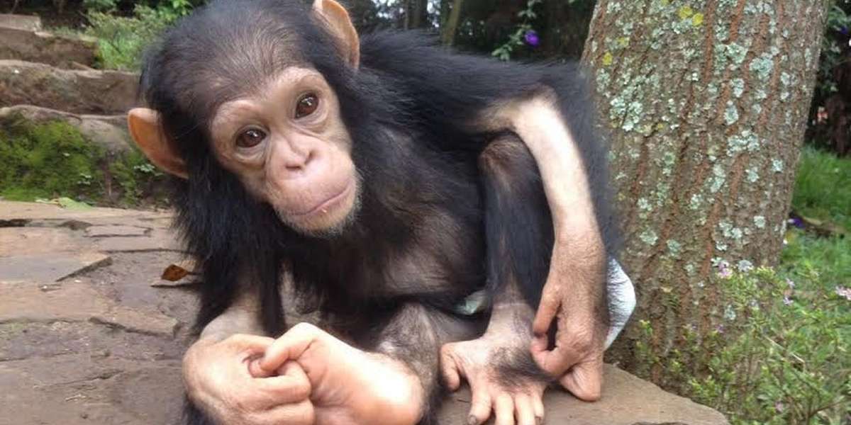 Baby Chimp Who Spent Months In Dark Room Finally Sees The Sun - The Dodo