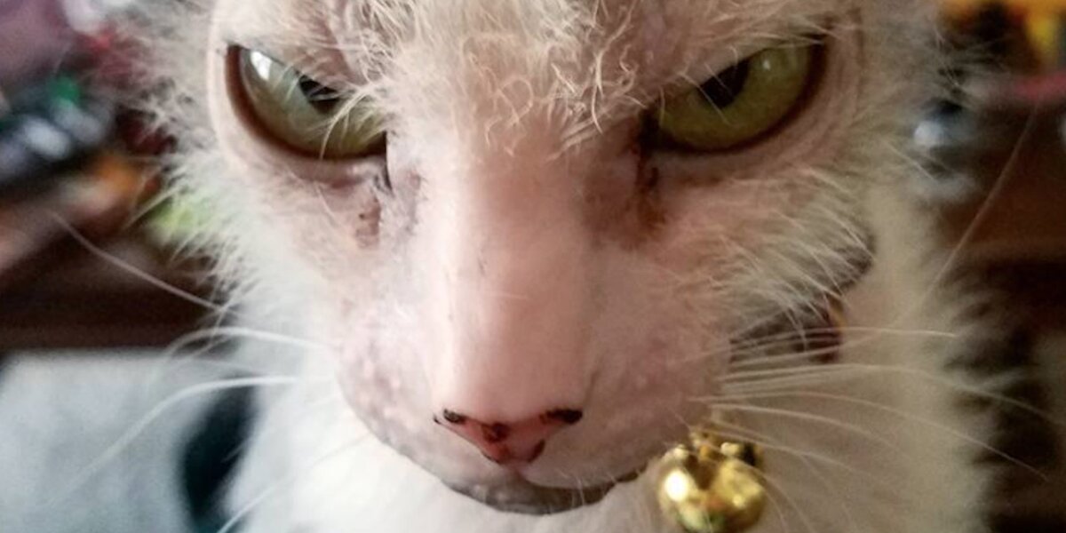 Grumpy Dodo Cat With Grumpiest Face Is Actually The Sweetest - The Dodo