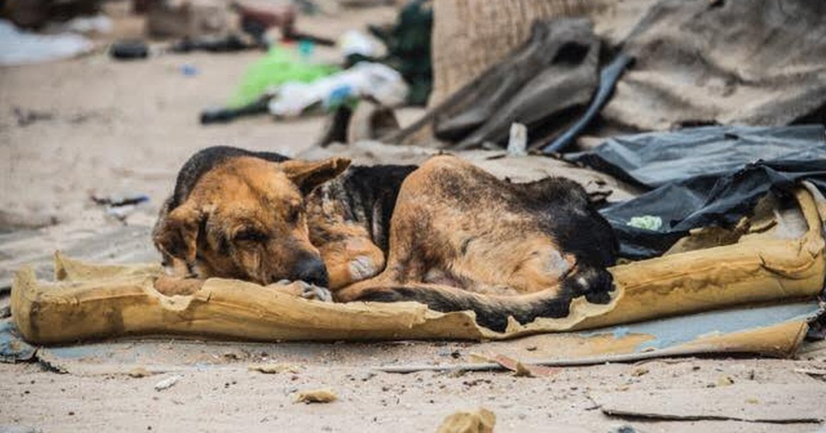 Street Dog Rescued In Mexico Gets New Life in U.S. - The Dodo