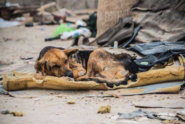 Dog living on a trash pile in Mexico