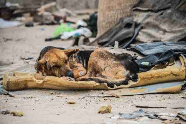 Street Dog Rescued In Mexico Gets New Life In U.s. - The Dodo