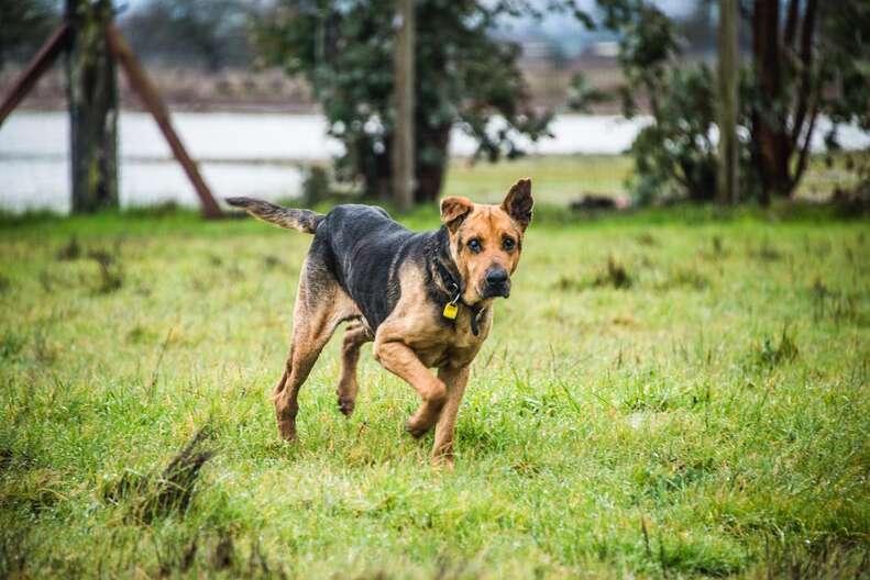 Don Felipe the dog at the rescue center in California