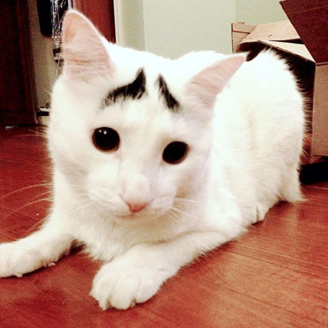 Белый кот с бровями